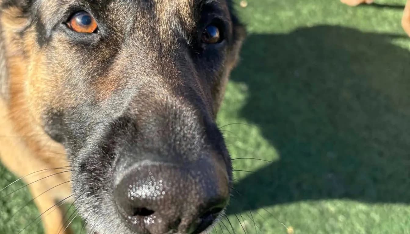 The ‘Second Dog Effect’: Why Dogs Behave Differently in Daycare vs At Home