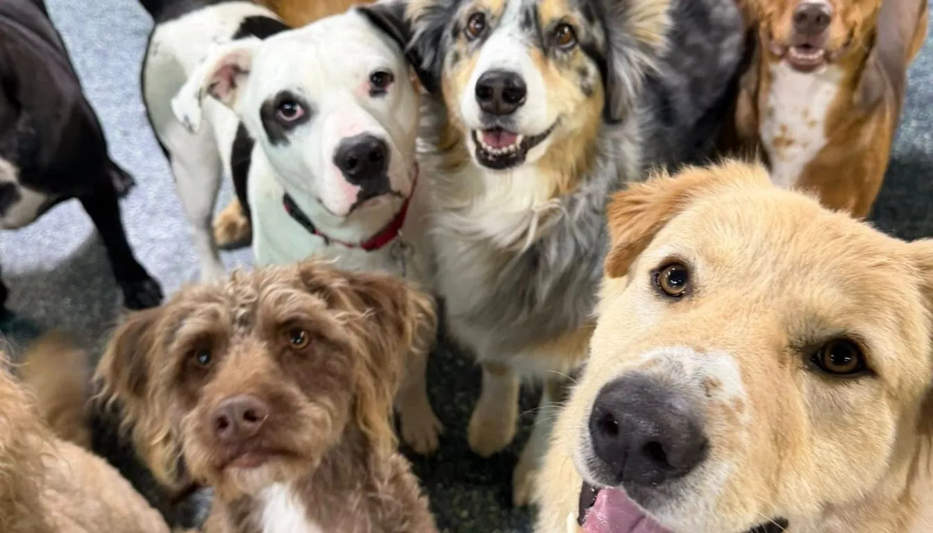 Your Dog Has a Social Battery Too: The Science of Play, Rest & Burnout in Daycare