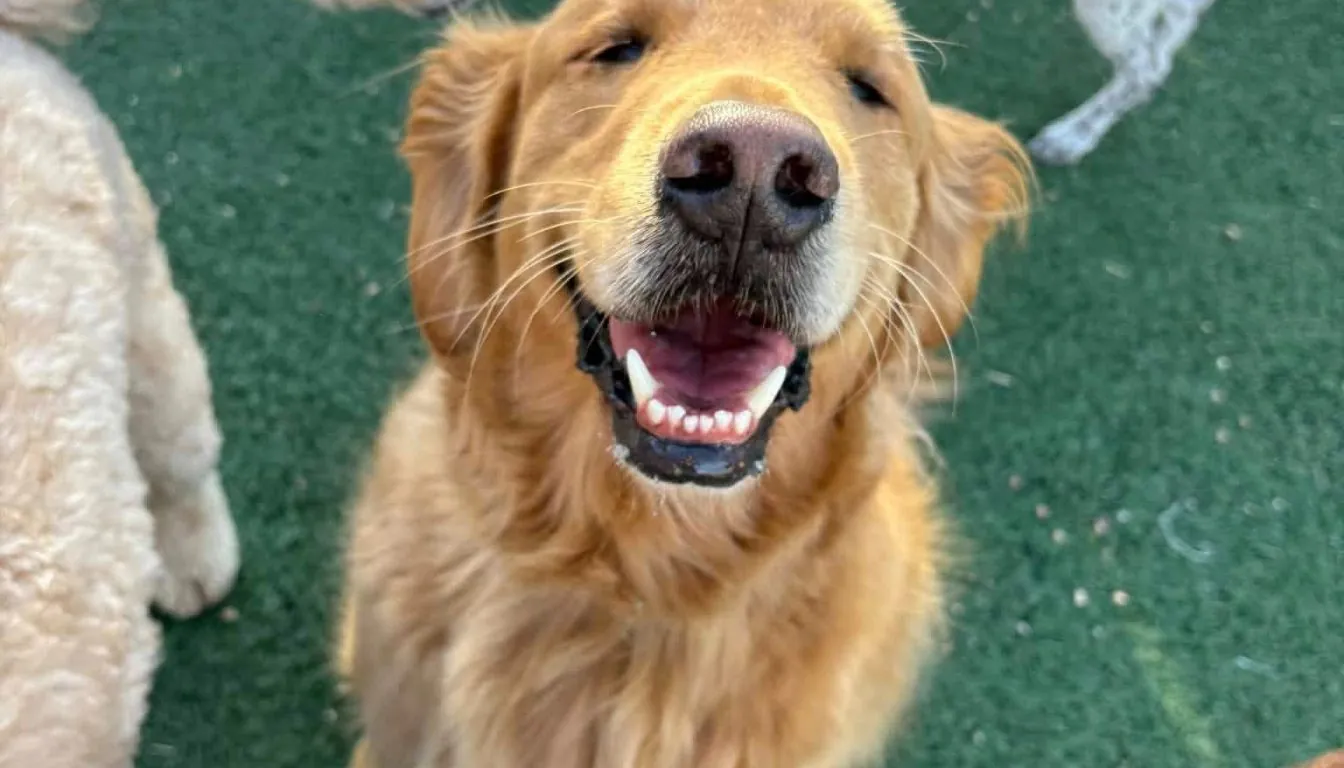 Dog at Howliday Inn Pet Resort — your Dog Isn’t Ignoring You — You’re Training It Wrong (Springfield, MO Guide)