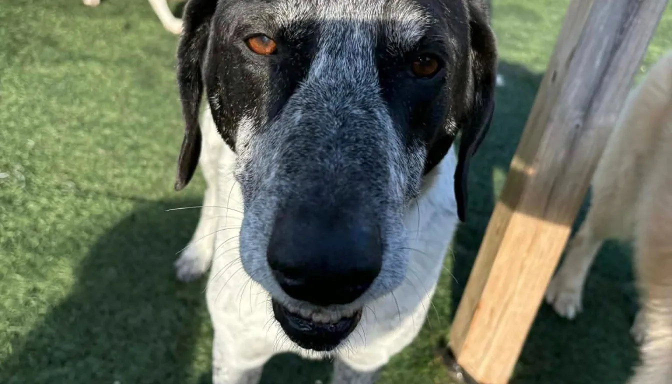 What If Your Dog Cries All Night at Boarding? How Professionals Calm Them Down