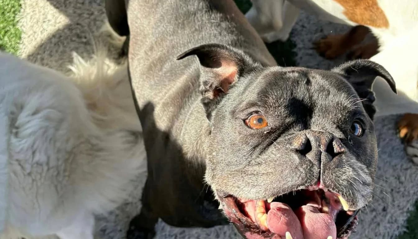 The Hidden Stress Signals Most Dog Owners Miss (Especially After Boarding)