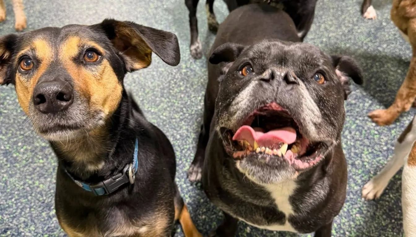 Dog at Howliday Inn Pet Resort — what Actually Makes a ‘Luxury’ Pet Resort? (Hint: It’s Not Fancy Beds)