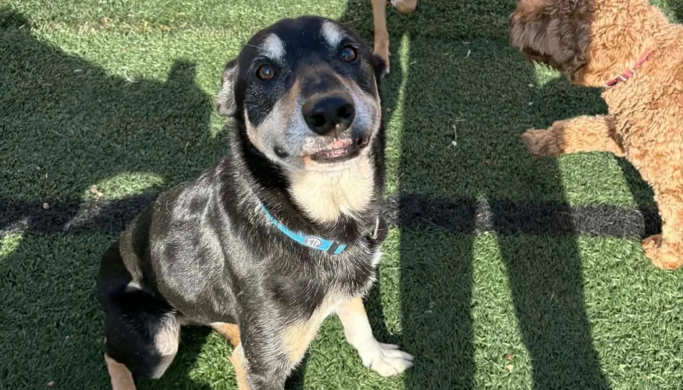Dog at Howliday Inn Pet Resort — is Your Dog Not Eating at Boarding? Causes, Fixes, and How Professionals Handle It