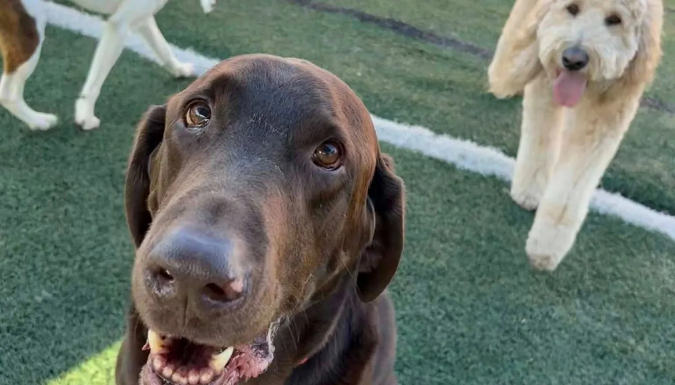 Boarding with Daycare vs. Kennel-Only Boarding: What’s better?