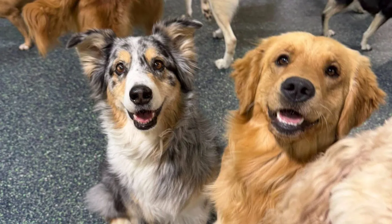 Dog at Howliday Inn Pet Resort — boarding vs. leaving Your Dog at Home: What’s Safer