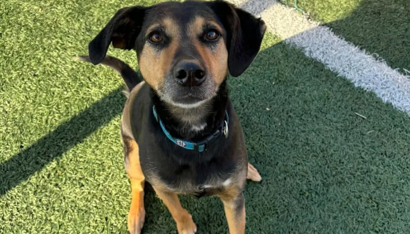 Dog at Howliday Inn Pet Resort — your Dog Has a Social Battery Too: The Science of Play, Rest & Burnout in Daycare