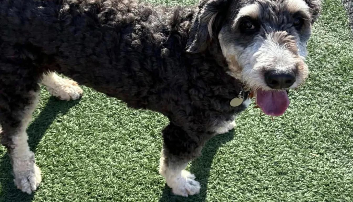 Dog at Howliday Inn Pet Resort — can Senior Dogs Be Boarded Safely? Special Care Tips for Older Pets