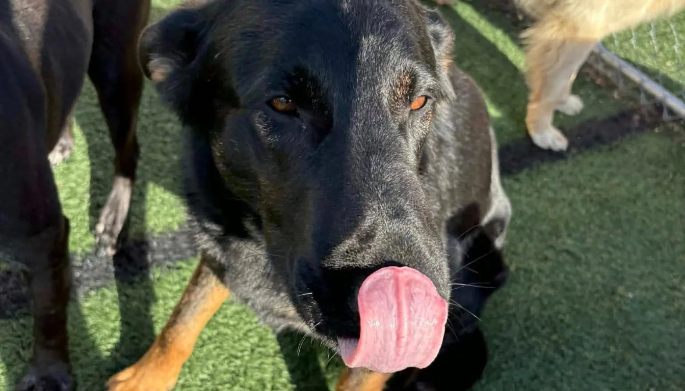 Dog at Howliday Inn Pet Resort — the ‘Second Dog Effect’: Why Dogs Behave Differently in Daycare vs At Home