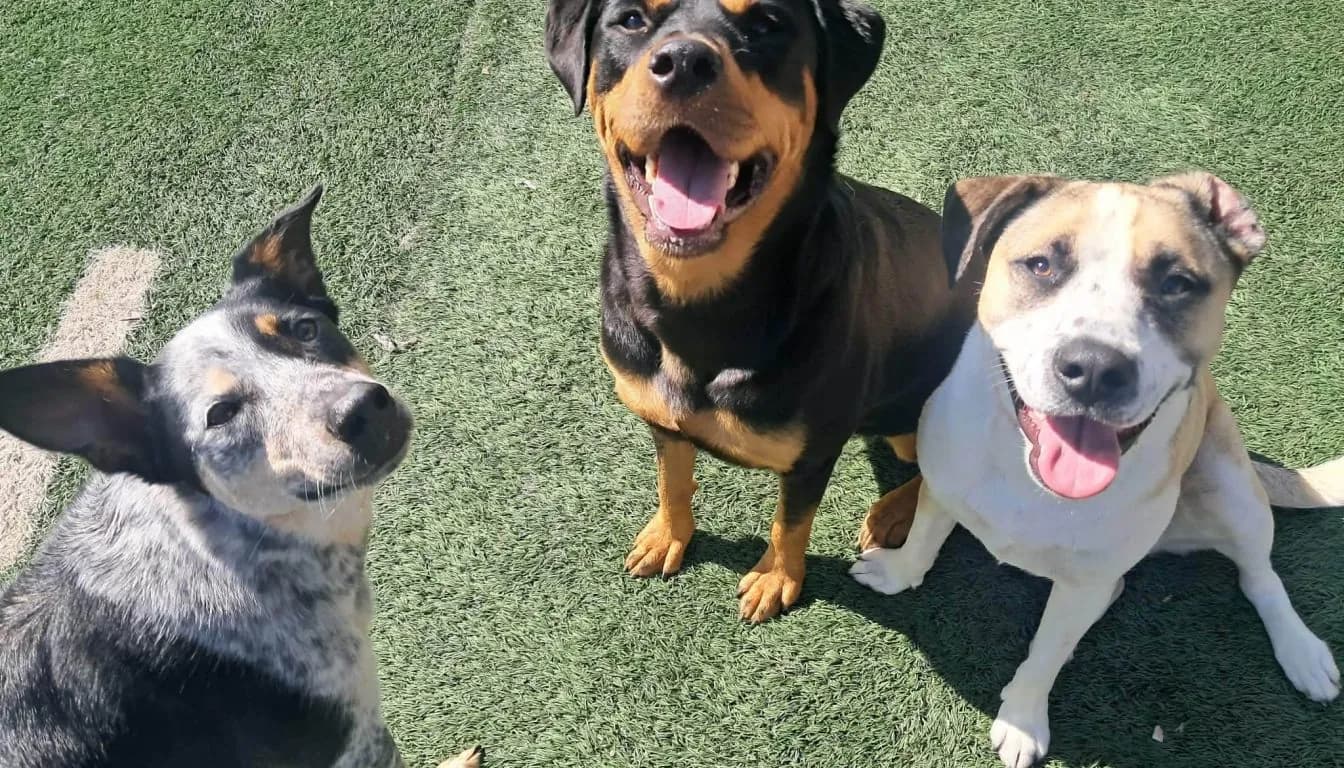 Why you’re Dog Only Misbehaves around You (Springfield, MO Dog Training Insight)