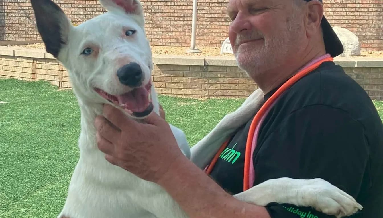 The 5-Minute Mistake Springfield, MO Dog Owners Make Every Day (That Ruins Training)