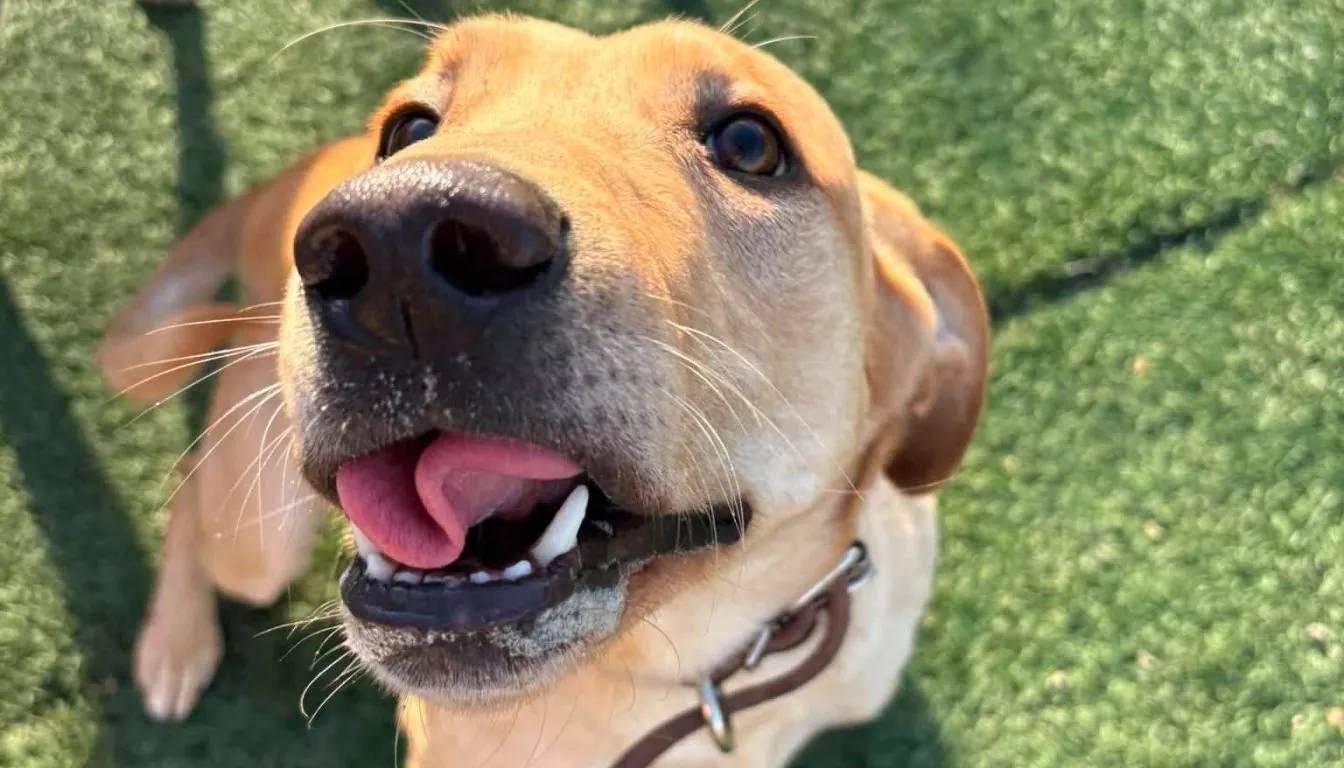 Dog at Howliday Inn Pet Resort — why you’re Dog Only Misbehaves around You (Springfield, MO Dog Training Insight)