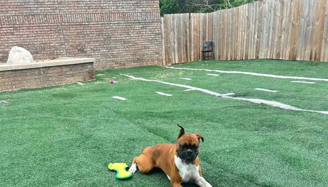 Dog at Howliday Inn Pet Resort — the 5-Minute Mistake Springfield, MO Dog Owners Make Every Day (That Ruins Training)