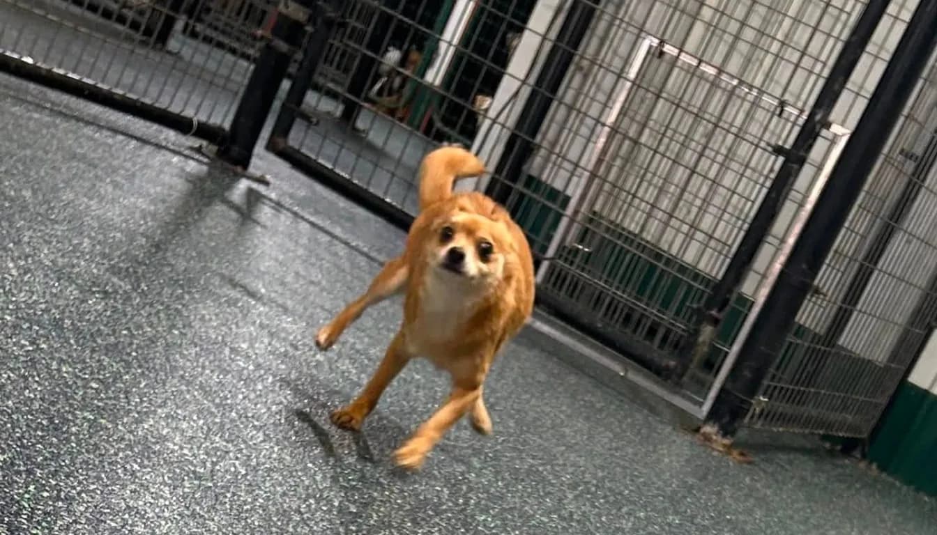 Dog at Howliday Inn Pet Resort — why ‘Good Dogs’ Suddenly Become Problem Dogs (Springfield, MO Training Breakdown)
