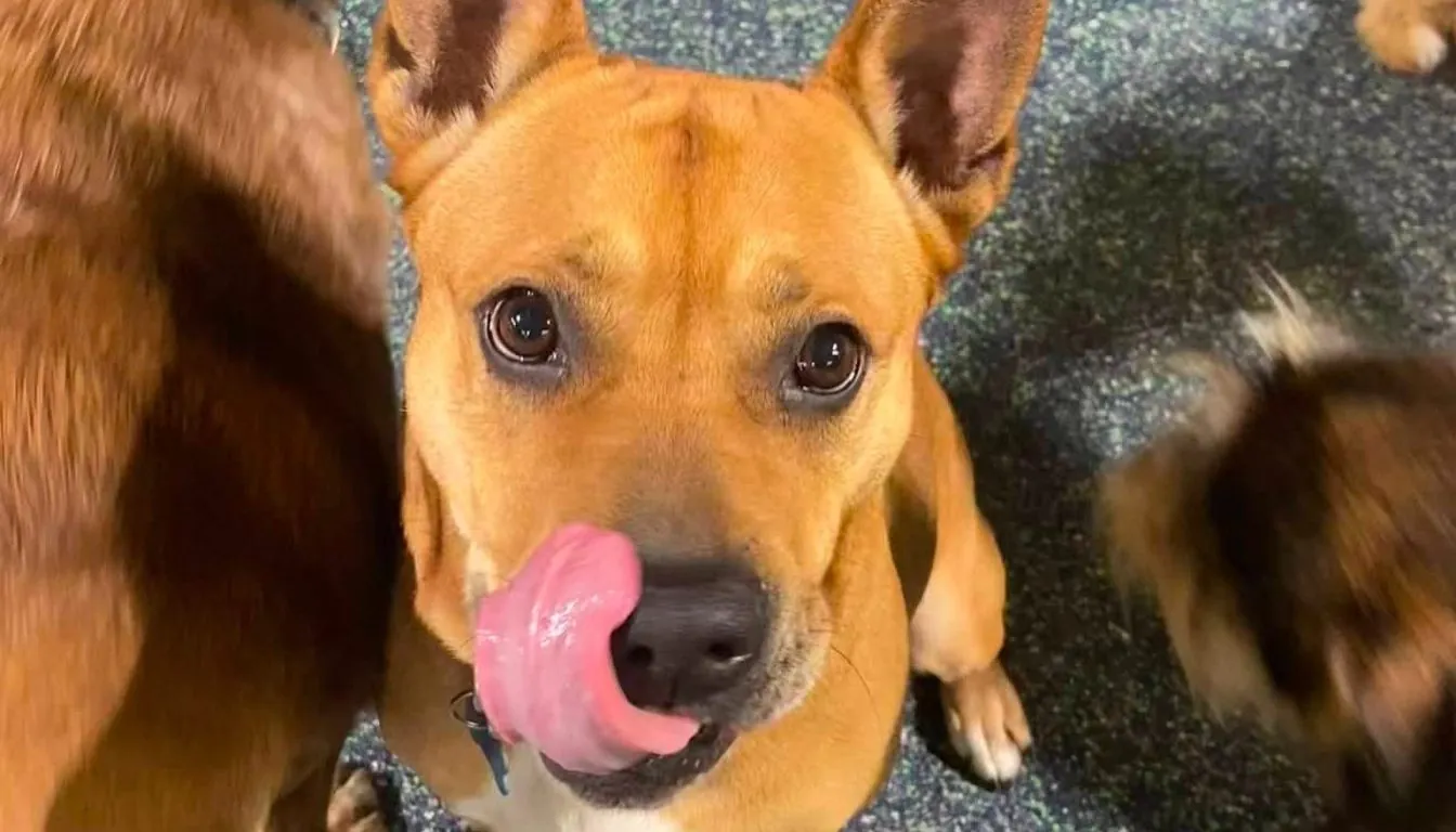 Dog at Howliday Inn Pet Resort — your Dog Doesn’t Need More Commands — It Needs Structure (Springfield, MO Training Truth)