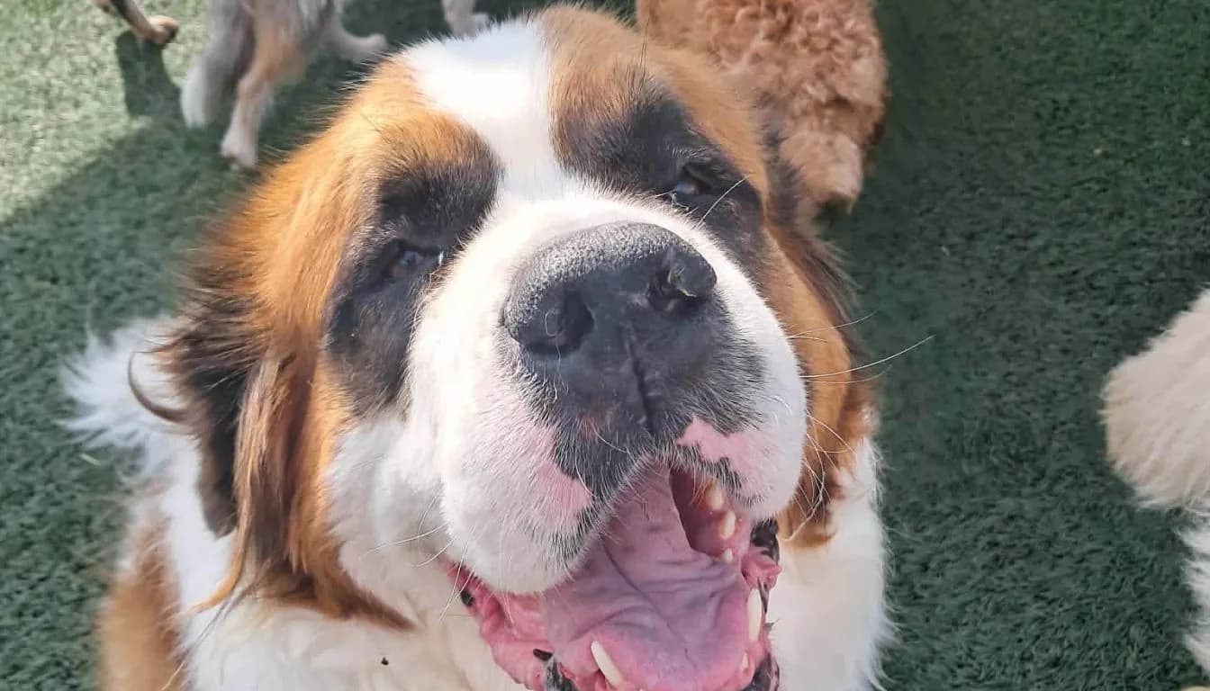 Your Dog Doesn’t Need More Commands — It Needs Structure (Springfield, MO Training Truth)