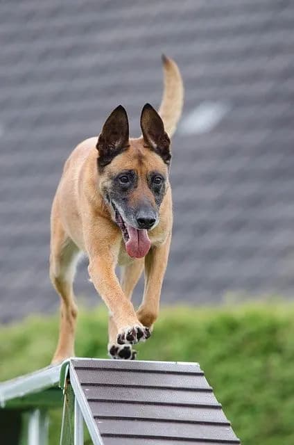 Group Classes vs. Private Dog Training in Springfield — Which Is Best for Your Pet?