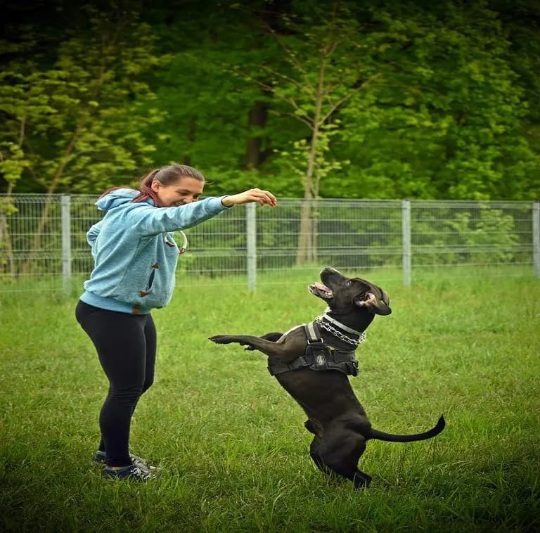 Top Dog Training Springfield MO: Elevate Your Pet’s Obedience Skills