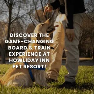 Why Board & Train Programs at Howliday Pet Resort Are a Game-Changer for Dog Training
