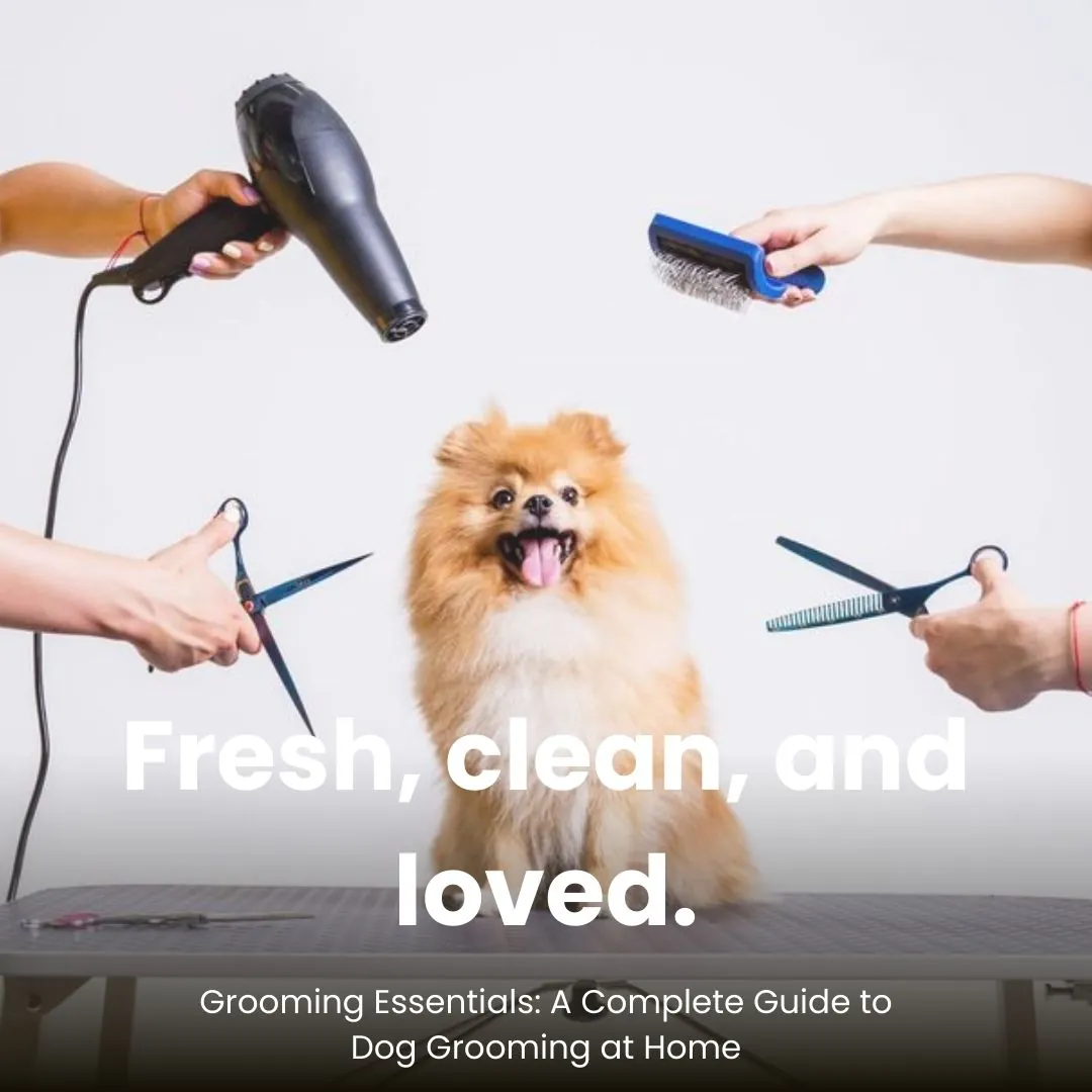 Grooming Essentials: A Complete Guide to Dog Grooming at Home