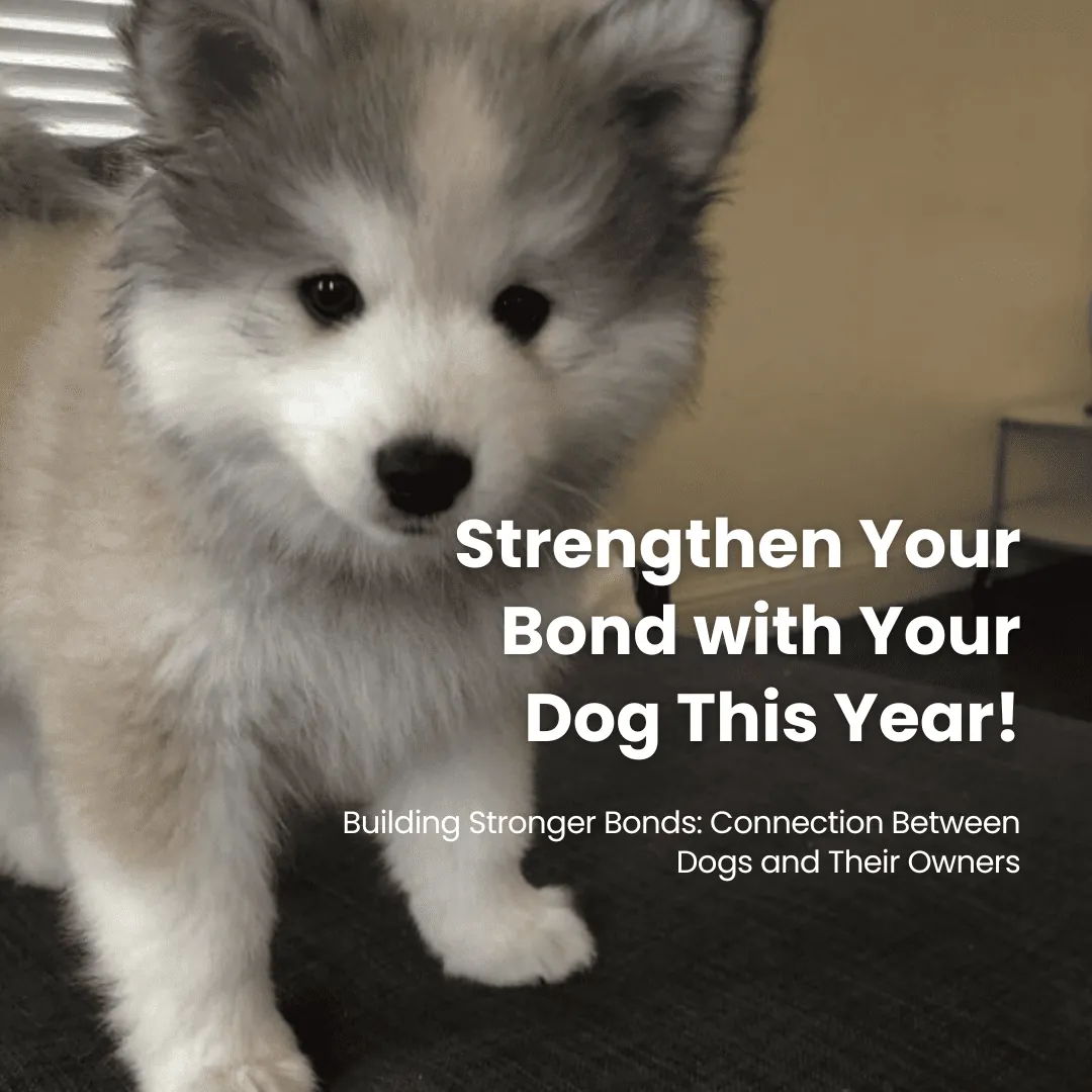 Building Stronger Bonds: Connection Between Dogs and Their Owners