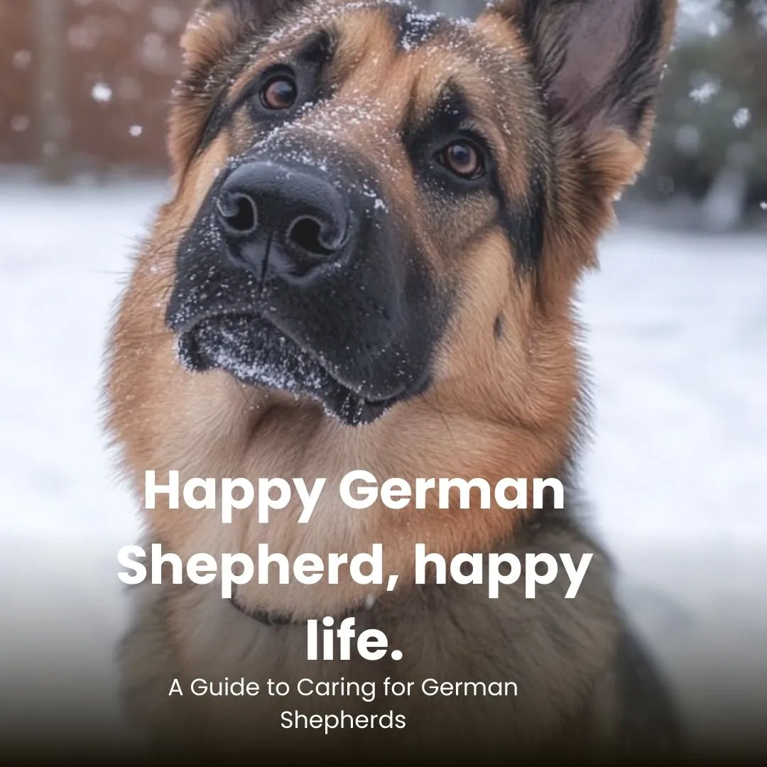 A Guide to Caring for German Shepherds