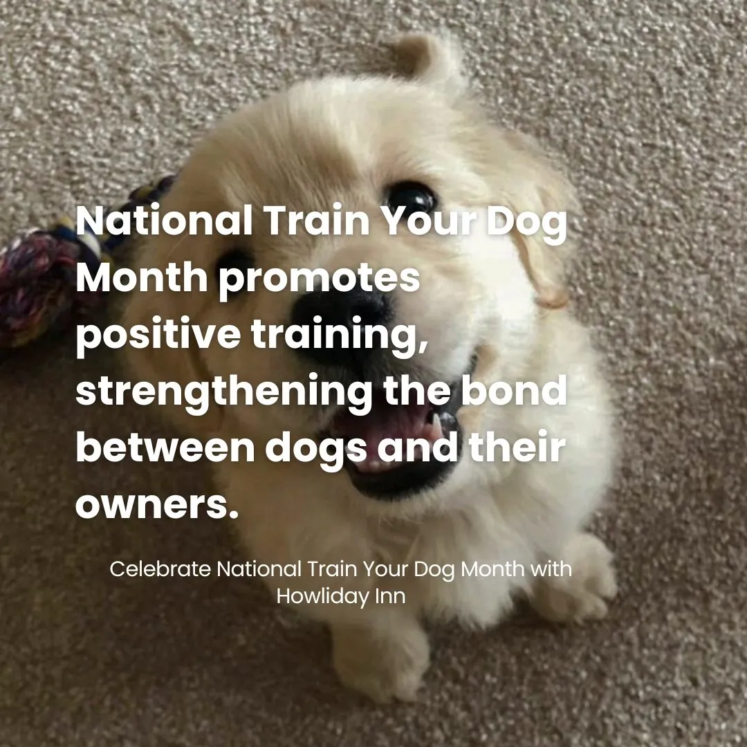 Celebrate National Train Your Dog Month with Howliday Pet Resort