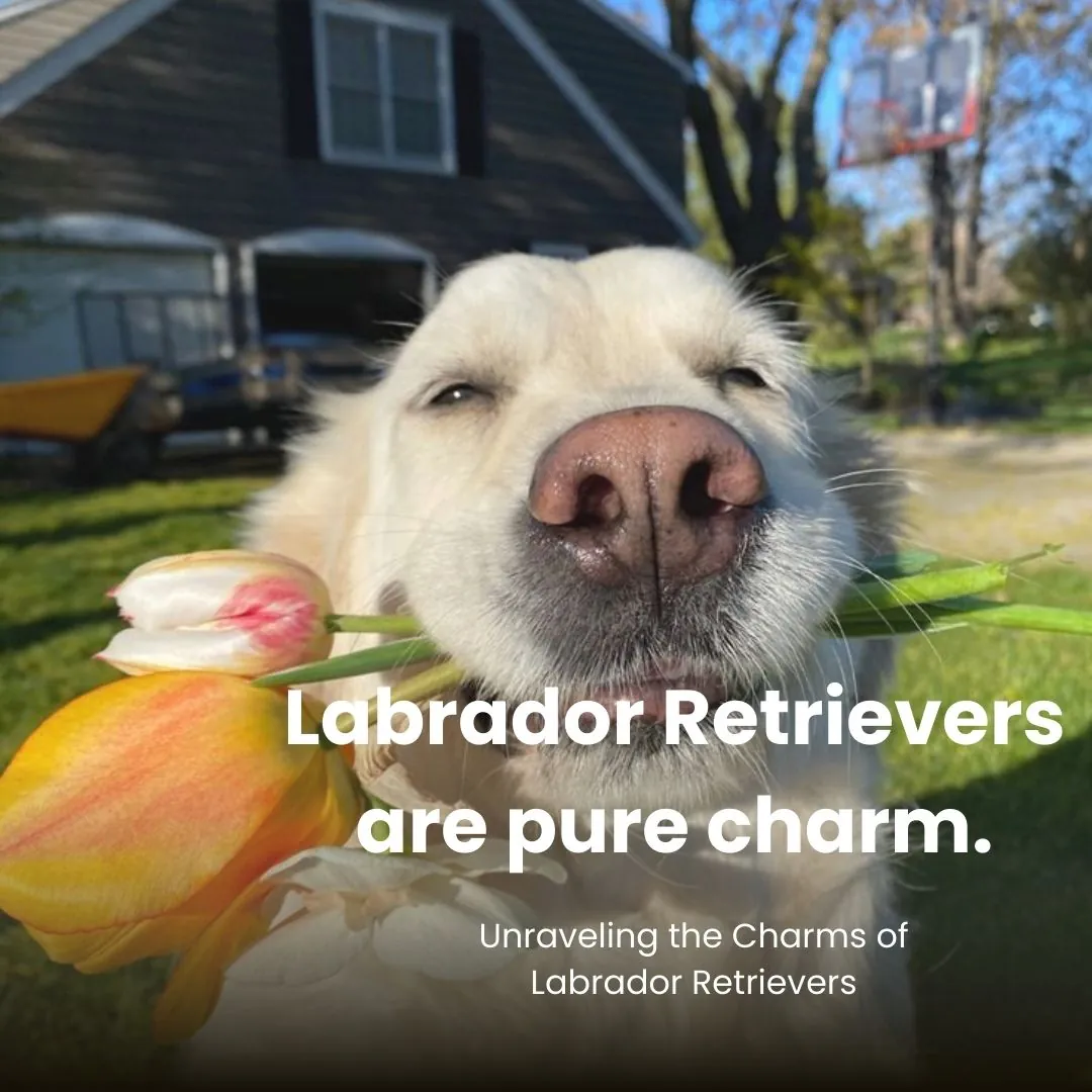 Unraveling the Charms of Labrador Retrievers