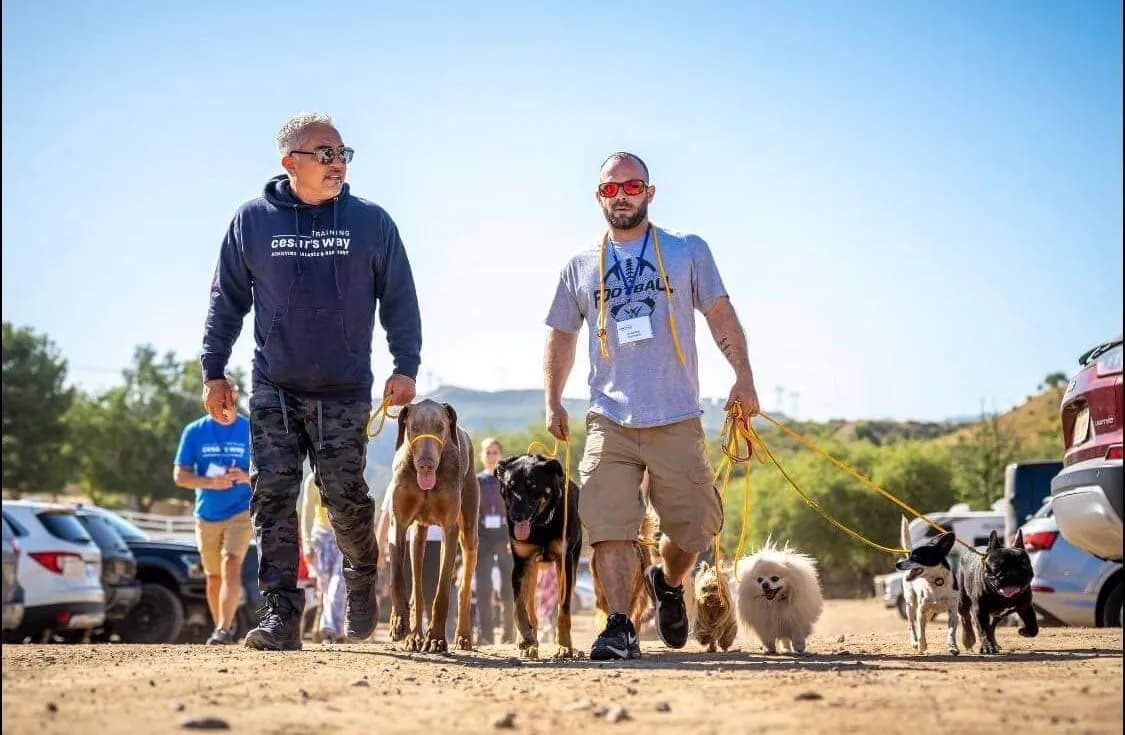 Howliday Pet Resort: Top Affordable Pet Boarding Near Springfield
