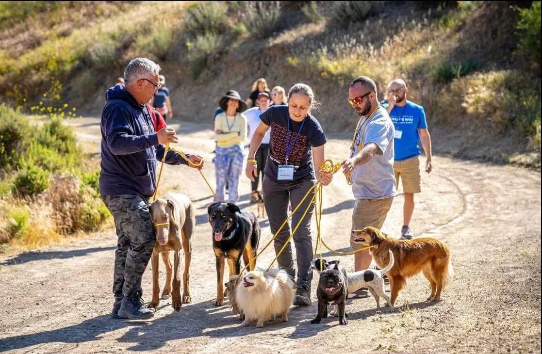 Dog at Howliday Inn Pet Resort — what to Expect from Howliday Inn Pet Resort’s Boarding Services