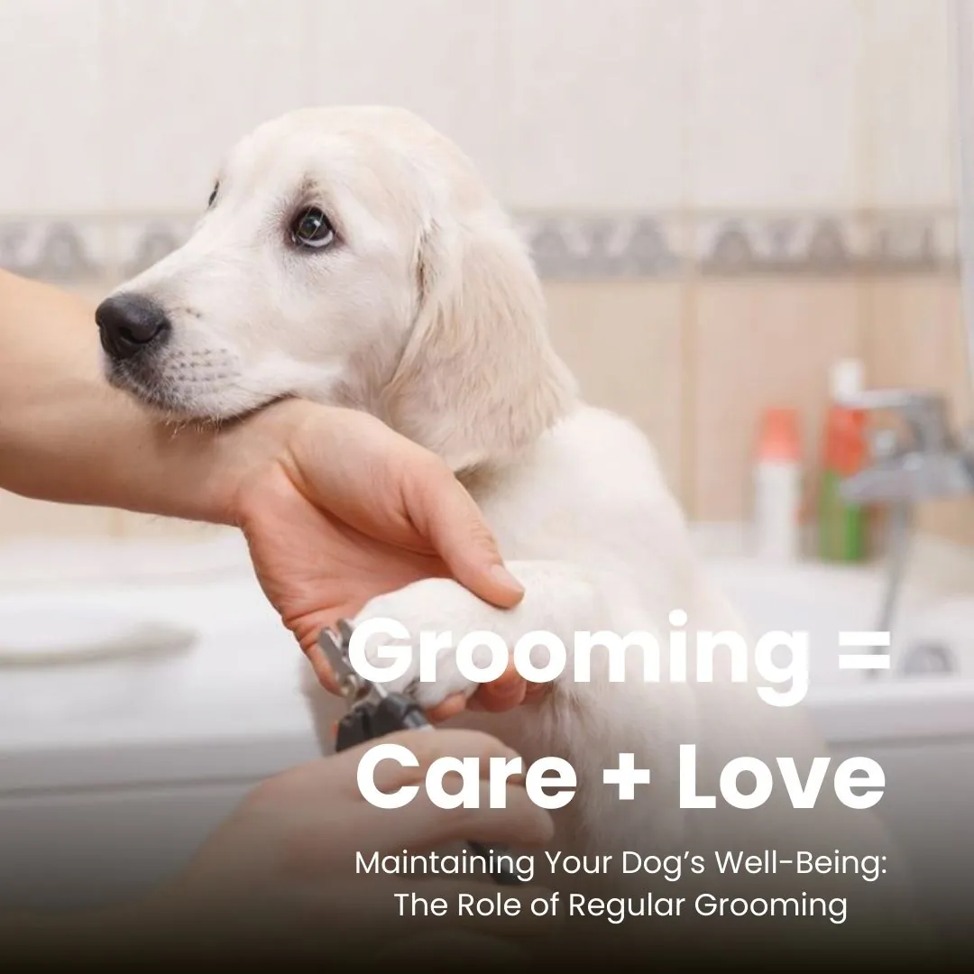 Maintaining Your Dog’s Well-Being: The Role of Regular Grooming
