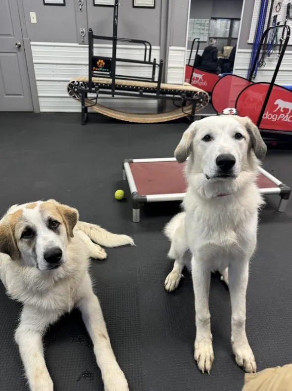 Dog at Howliday Inn Pet Resort — howliday Inn stands out for the following reasons