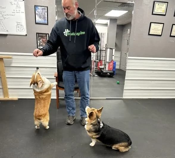 Dog at Howliday Inn Pet Resort — what to Expect from Howliday Inn Pet Resort’s Boarding Services
