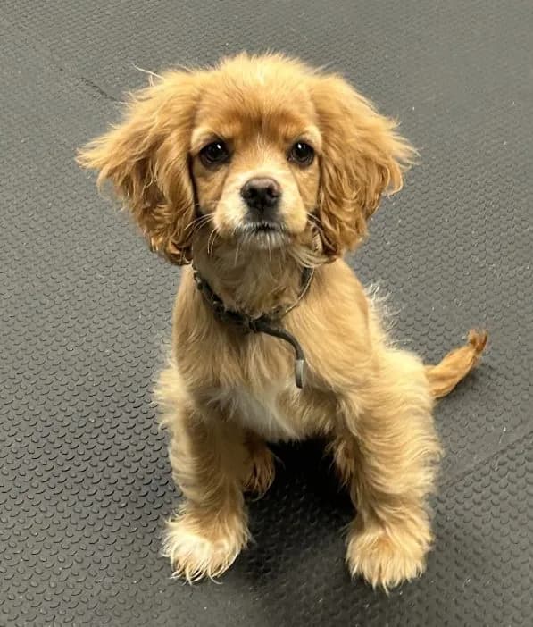 Dog at Howliday Inn Pet Resort — what to Expect from Howliday Inn Pet Resort’s Boarding Services