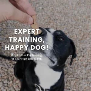 Why Choose Pet Training for Your High-Energy Pet?