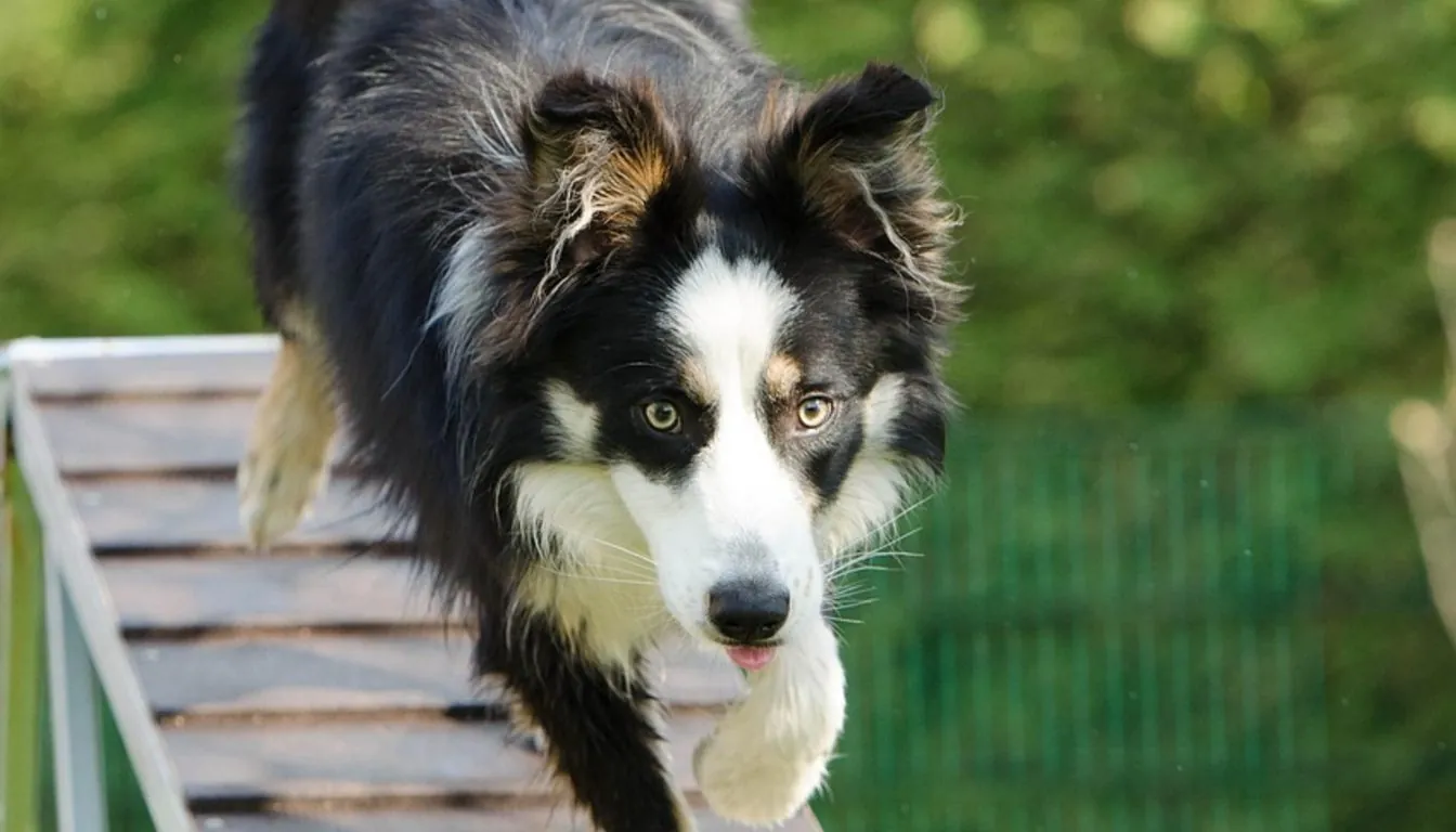 Tail Wags All Day: Dog Daycare in Springfield, MO Your Pup Will Love