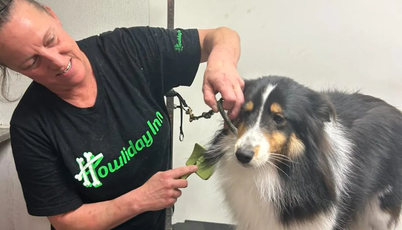 Dog at Howliday Inn Pet Resort — a Typical Day at Howliday Inn’s Dog Daycare