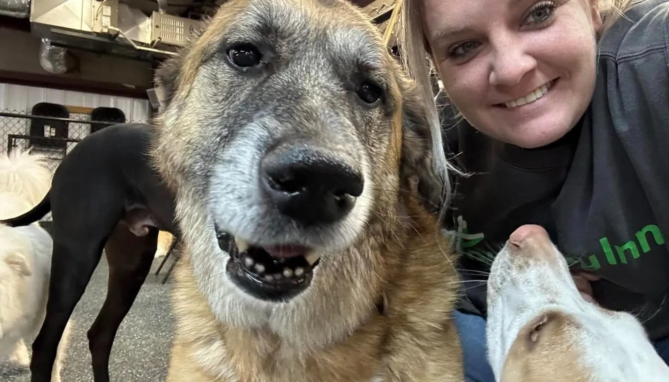Dog at Howliday Inn Pet Resort — safety: Supervision and Structure That Go Beyond the Standard