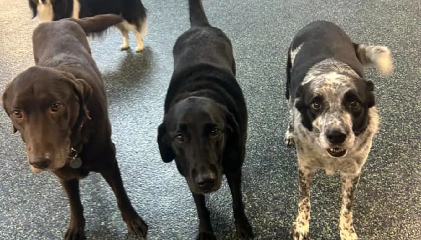 Dog at Howliday Inn Pet Resort — obedience Training in Springfield, MO