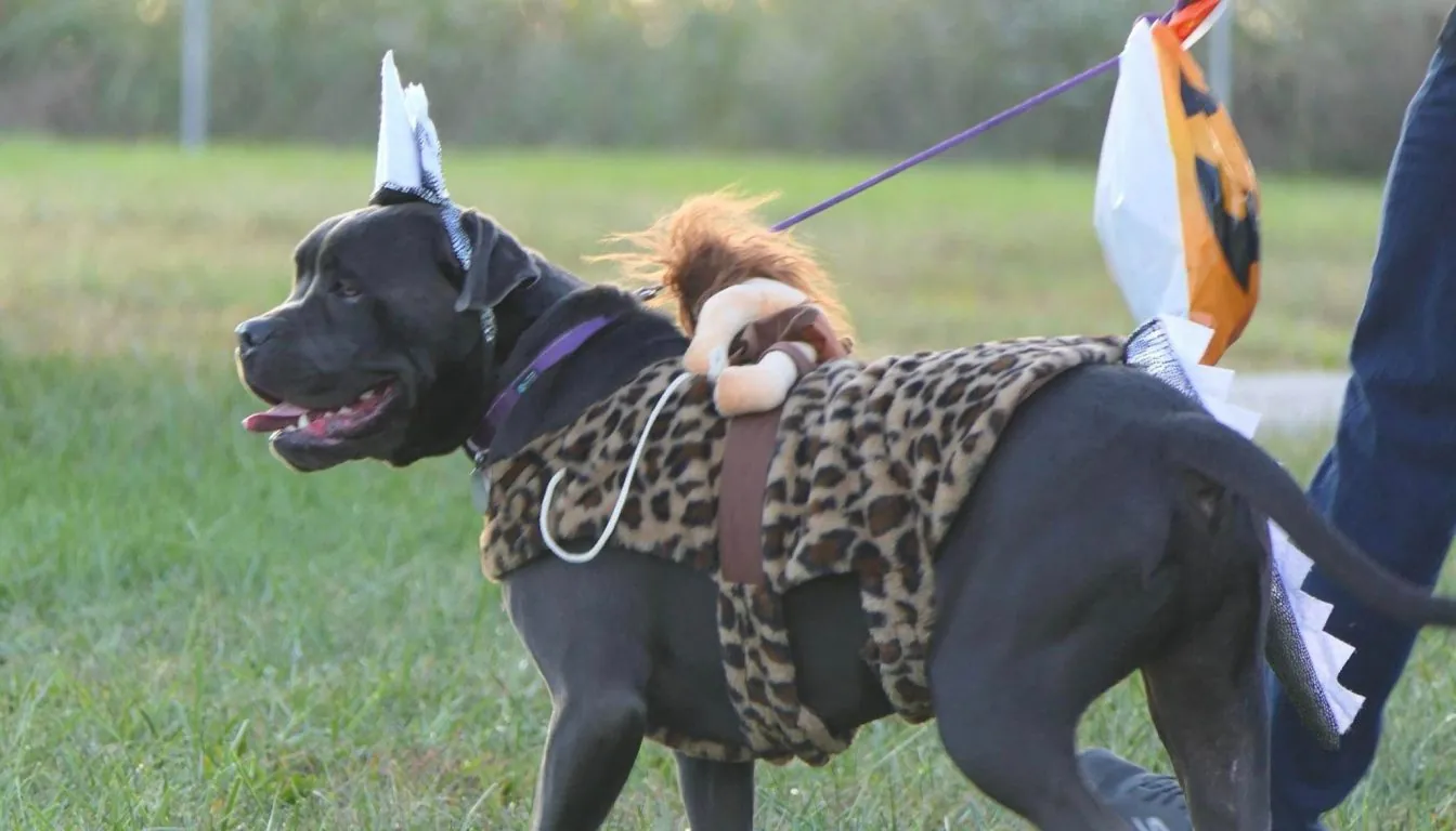 Dog at Howliday Inn Pet Resort — physical Benefits: Playtime That Keeps Tails Wagging