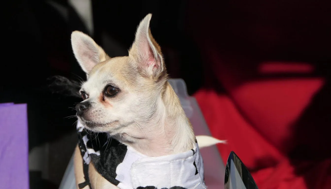 Dog at Howliday Inn Pet Resort — comfort: From Concrete Floors to Cozy Suites