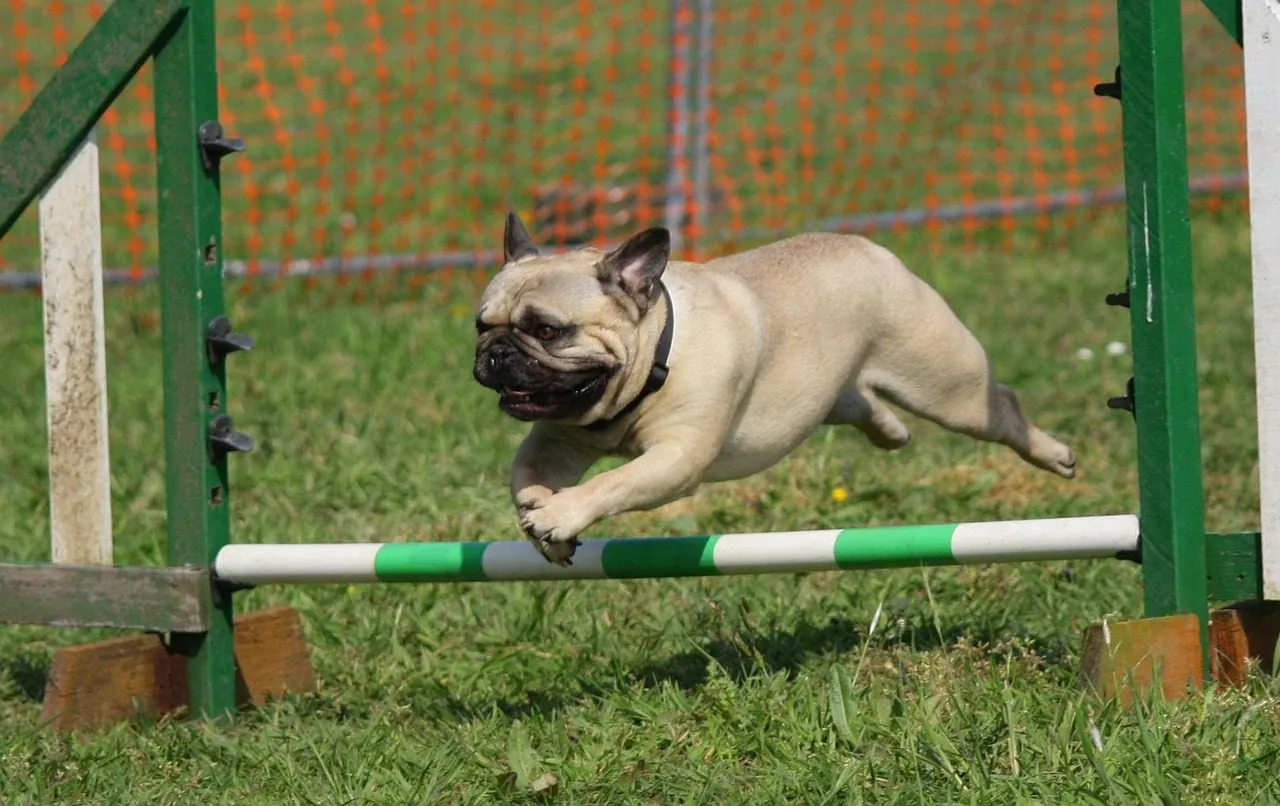 What Is CGC Training? Why Every Dog Should Be a Canine Good Citizen