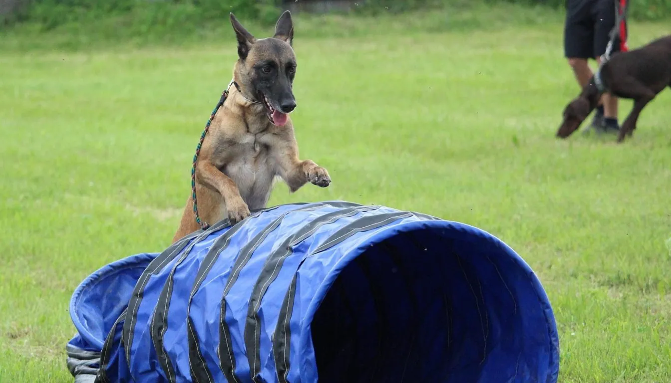 Pet Socialization Programs near Springfield, MO: Helping Dogs Make Friends Safely