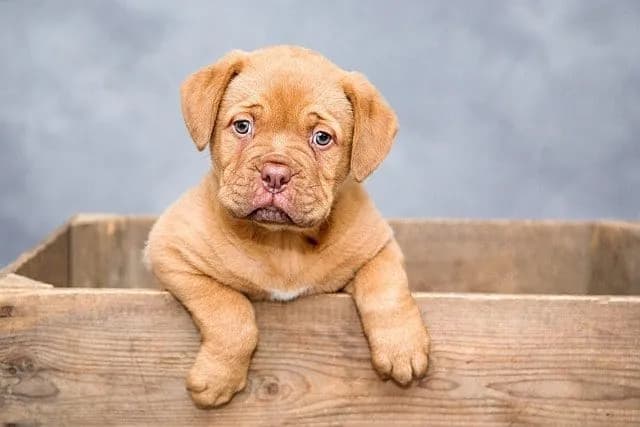 Dog Separation Anxiety Boarding: How a Pet Resort Can Help