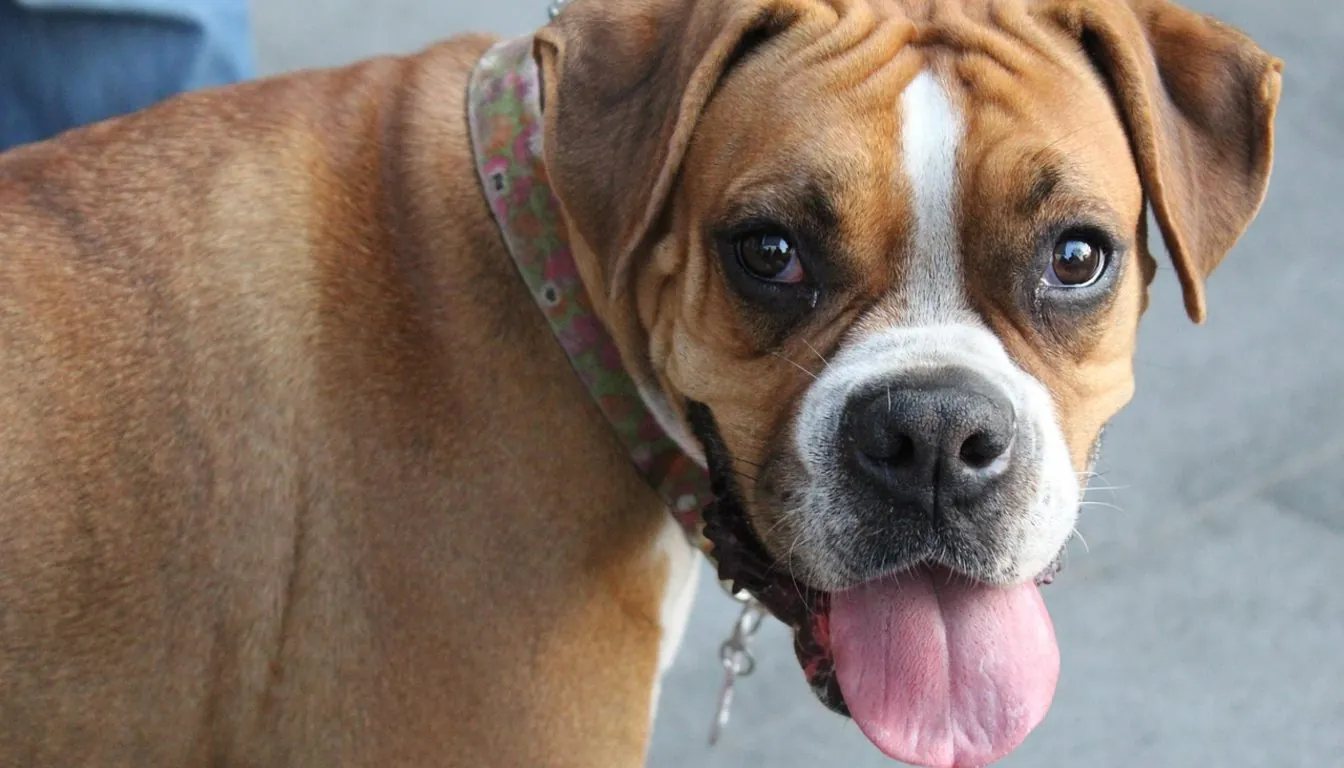 CGC vs. Other Dog Certifications (AKC, Therapy Dog, etc.): How They Compare