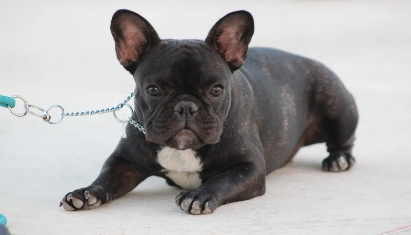Finding the Best Dog Boarding Near Me: What Makes Howliday Inn Pet Resort a Home Away From Home