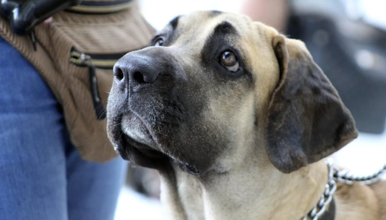 Pet-Friendly Parks and Trails around Springfield and Rogersville