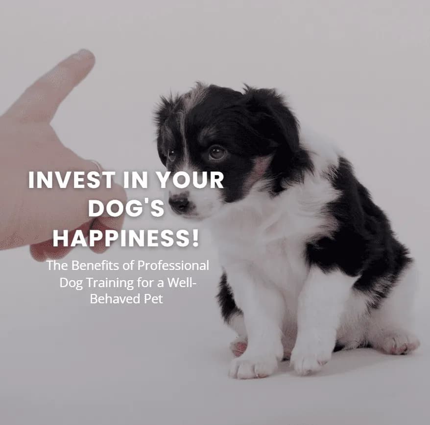 The Benefits of Professional Dog Training for a Well-Behaved Pet