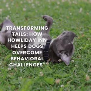 Helping Dogs with Behavioral Challenges: How Howliday Inn Pet Resort Makes a Difference