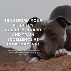 Transforming Your Pit Bull: How Board and Train Programs at Howliday Pet Resort Help Pit Bulls Thrive