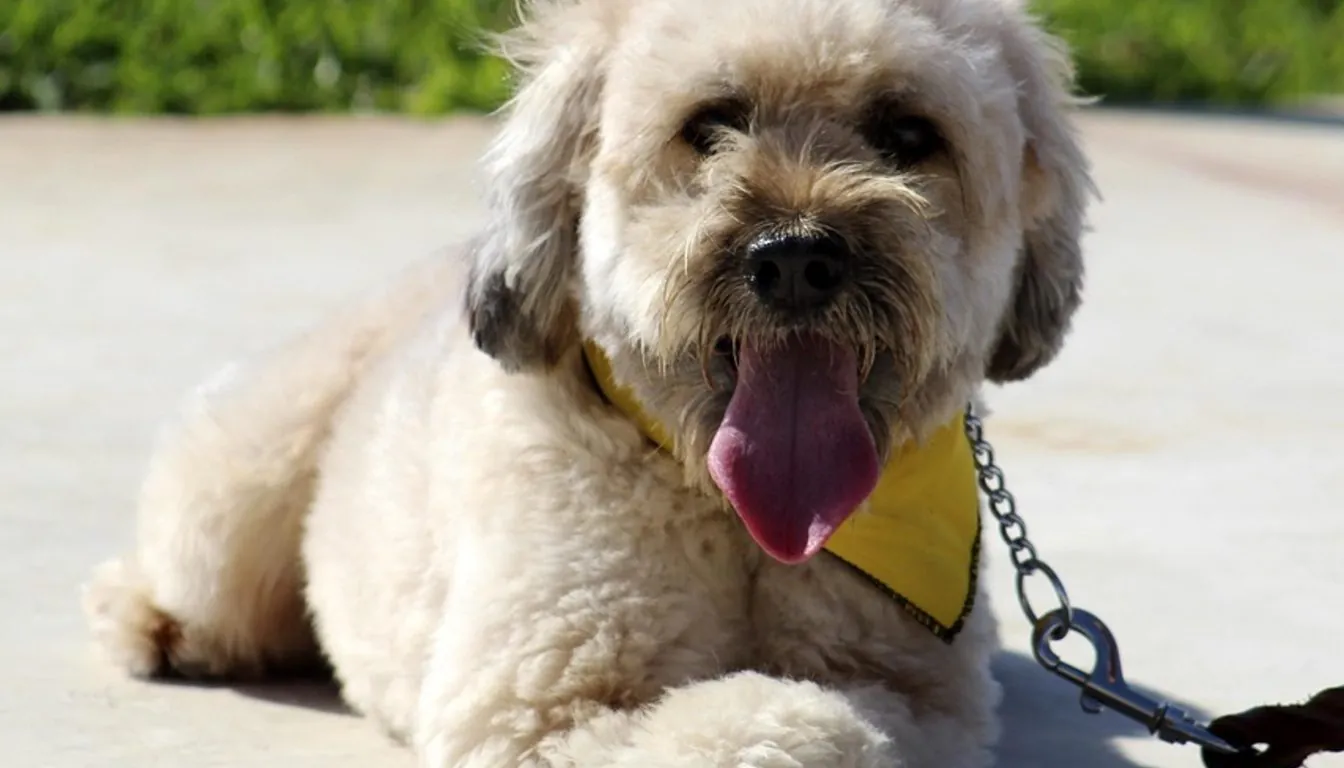 The Ultimate Guide to Dog Daycare in Springfield, MO: Why Your Pup Will Love It at Howliday Inn